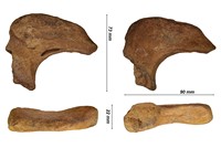 Phalange unguéale sp